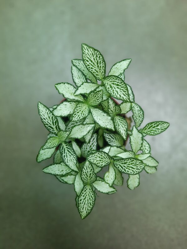 Fittonia Green Plant 1