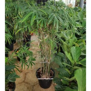 Bambusa Vulgaris | Bamboo Plant 100cm
