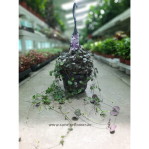 Ceropegia woodi | string of hearts plant