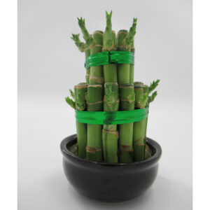 [Lucky Bamboo Plant 2 step small