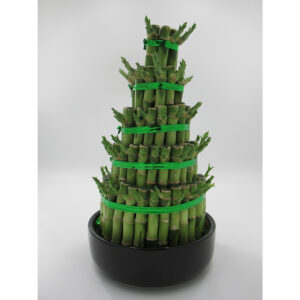 Lucky bamboo Plant Multi Layers