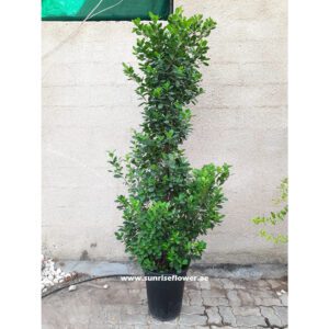 Ficus Diversifolia | Cone Ficus