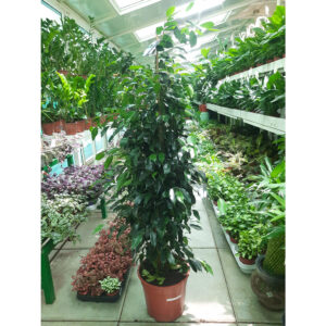 Ficus Benjamina | Weeping Fig Plant
