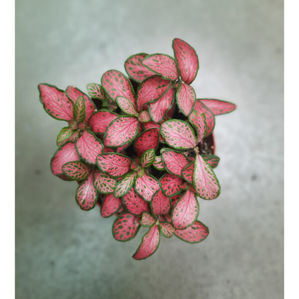Fittonia Red Plant 1