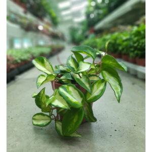 Hoya Carnosa v13, Wax Plant, Dubai