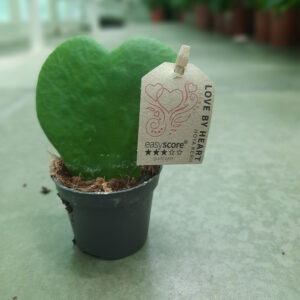 Lucky Heart Hoya Kerri Plant