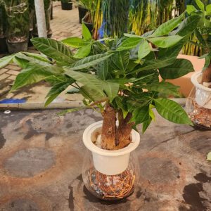 Pachira Hydro 3pp indoor money tree