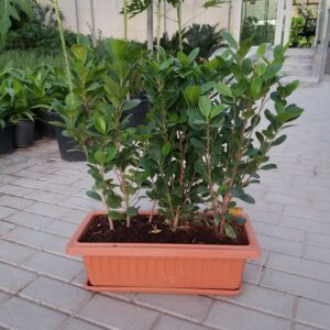 Ficus Panda With Planter For Privacy Wall