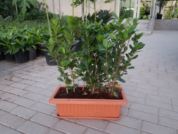 Ficus Panda With Planter For Privacy Wall