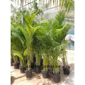 Chrysalidocarpus - Areca Palm 140cm Dubai