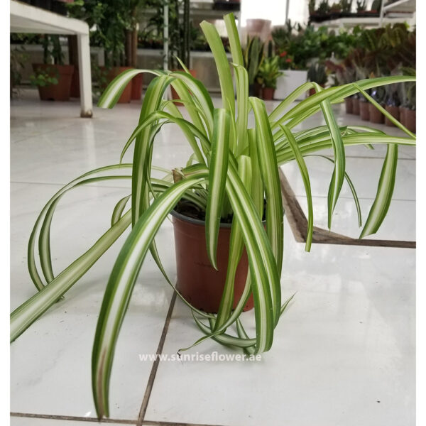 Chlorophytum Comosom Spider Plant indoor