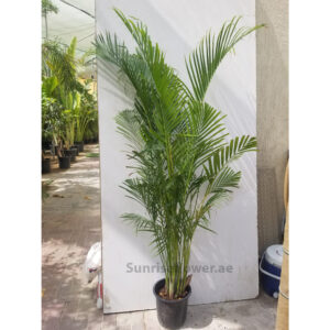 Chrysalidocarpus Lutescens | Areca Palm Buy Online Dubia 190cm