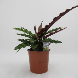 Calathea Lancifolia Plant Dubai