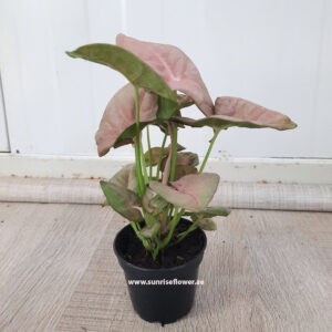 Syngonium Pink Indoor Plant