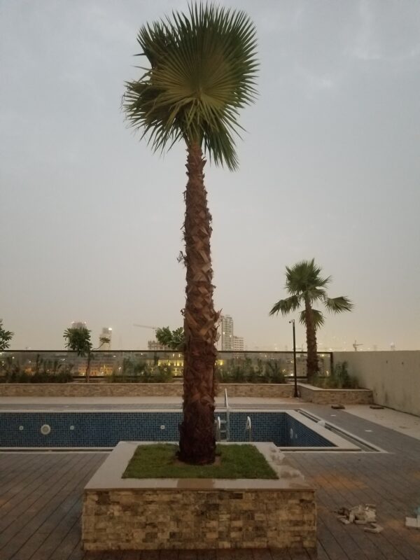 Washingtonia Palm Tree Dubai