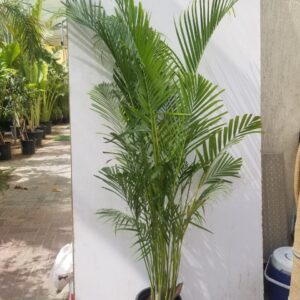 Chrysalidocarpus Lutescens | Areca Palm Buy Online 190cm