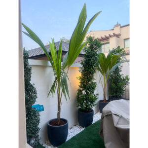 Coconut Tree Plant 170cm | Coconut Palm