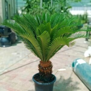 Cycus Palm Sago plant 40cm CT.