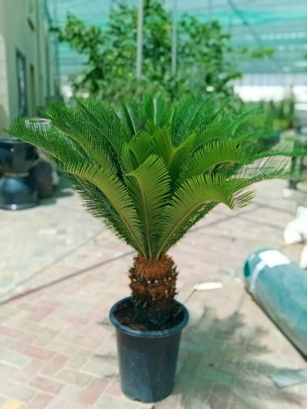 Cycus Palm Sago plant 40cm CT.