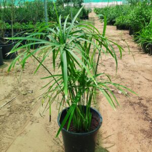Cyperus Grass Plant "umbrella papyrus"