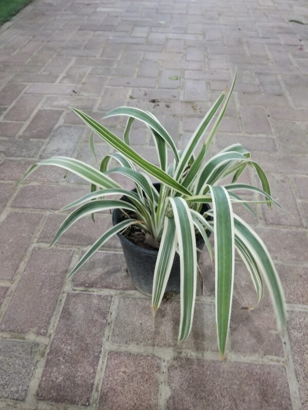 Dianella Tasmanica Plant "Flax Lily outdoor"