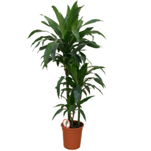 Dracaena Marginata Plant