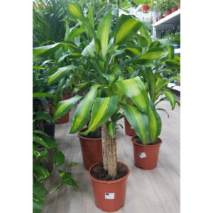 Dracaena Massanjana indoor plant