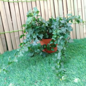 Hedera Helix English ivy small
