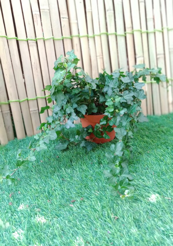 Hedera Helix English ivy small