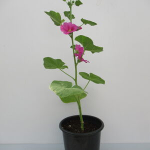 Hollyhock Flower Plant