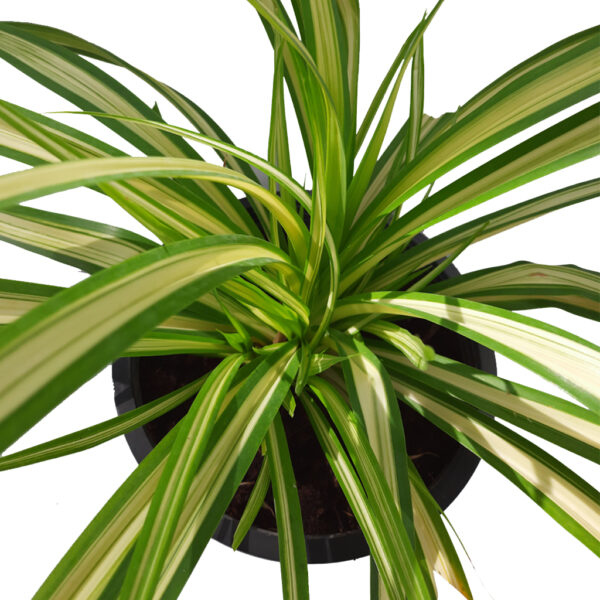 Pandanus Variegated Plant