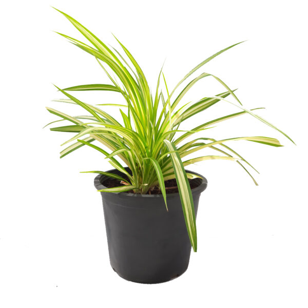 Pandanus Variegated Plant