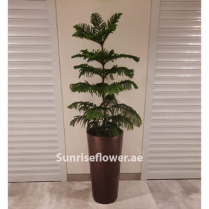 Araucaria Heterophylla indoor plant Dubai