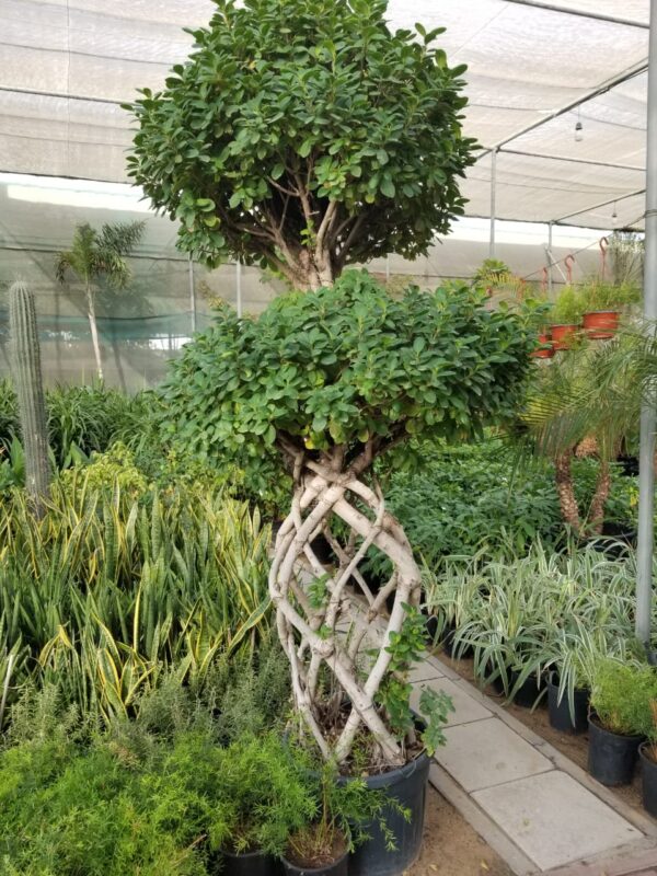 Ficus Cage 2 Head