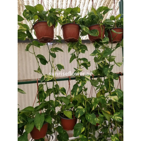 Money plant - indoor plant - air purifying
