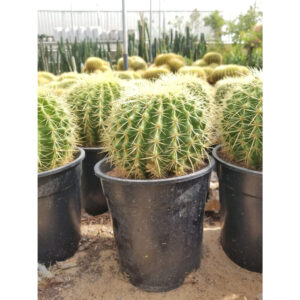 Cactus Ball Shape
