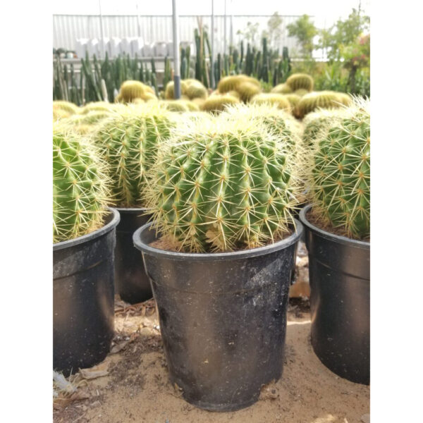 Cactus Ball Shape