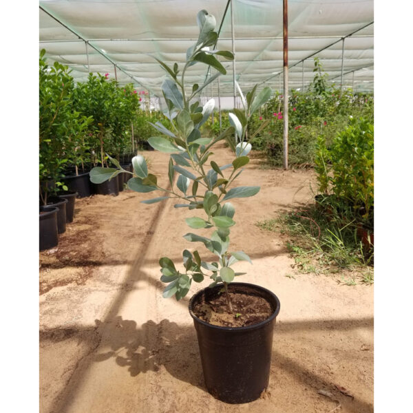 Conocarpus Erectus | Silver Damas Tree