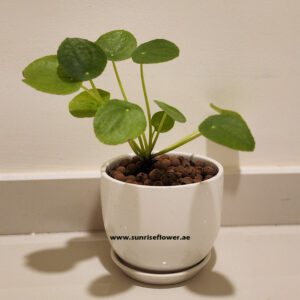 Pilea Peperomioides/Chinese Money Plant