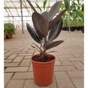 Rubber Plant - Air Purifying - Indoor Plant Dubai
