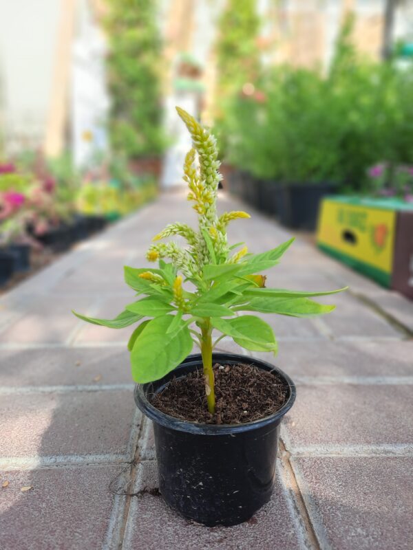 Celosia Plumosa Seasonal Plant 1