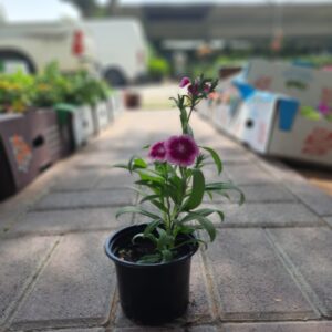 Dianthus Seasonal Flower
