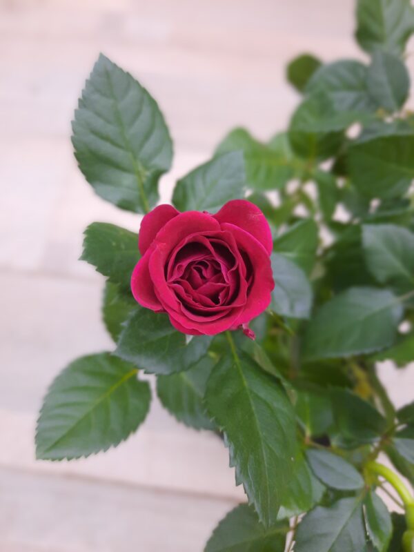 Rose Plant Indoor 1
