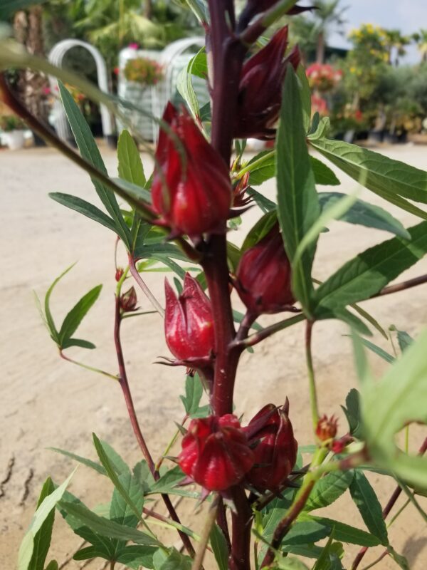 Rosella fruit - Hibiscus Sabdariffa
