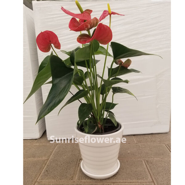 Anthurium Red / Ceramic pot
