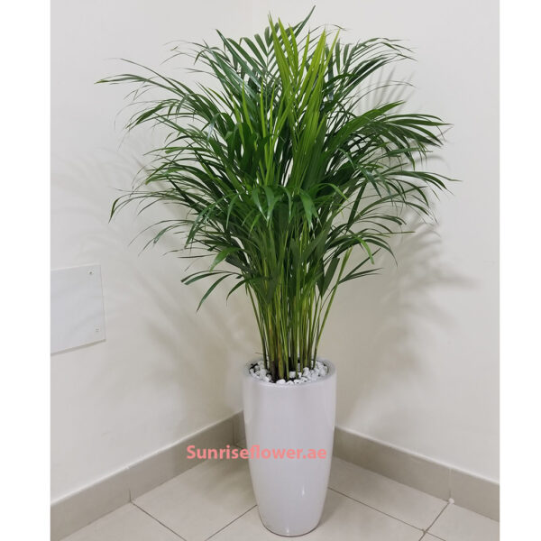 Areca Palm Holland 90cm / Ceramic Pot