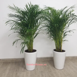 Chrysalidocarpus lutescens twins / Ceramic pot