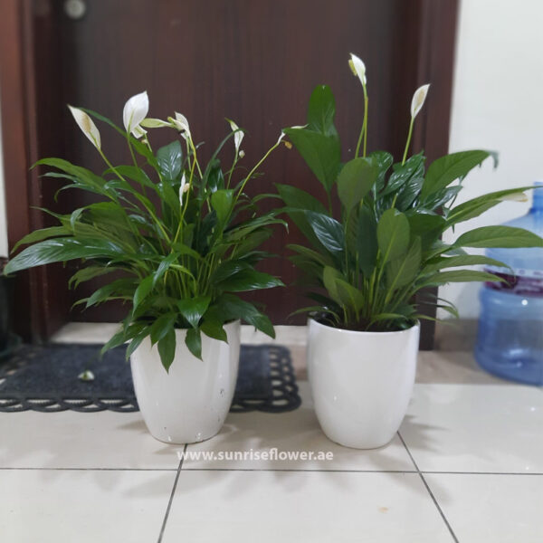 Combi Pack of 2 Spathiphyllum / Peace lily With ceramic Pot