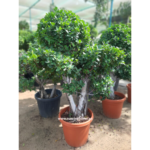 Ficus Bonsai Multihead