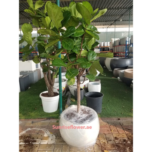 Ficus Lyrata / ceramic pot
